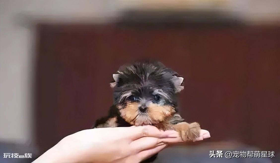 茶杯犬背后的残忍真相(可爱的背后是生不如死)-图片15